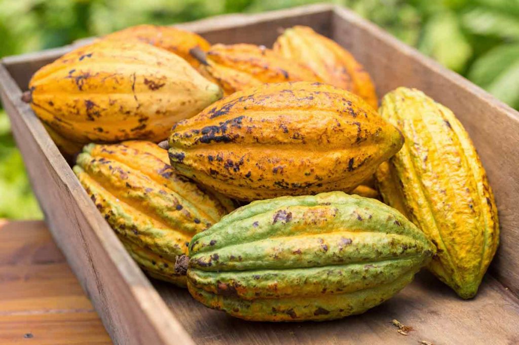 Ceremoniální Cacao Criolo - Sarava