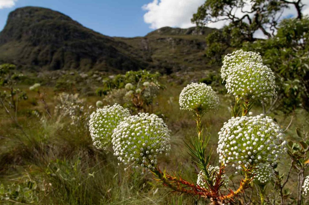 Cerrado Brasil