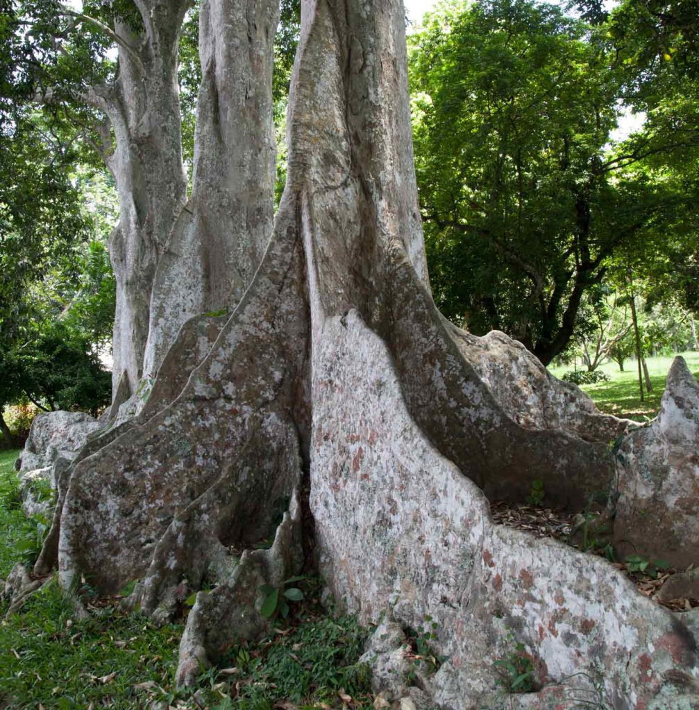 Cumaru tree - Dipteryx odorata
