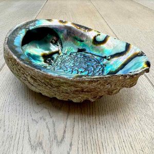 Sarava Abalone mušle